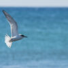 Birdwatching - The Endemics - Image 3