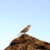 Birdwatching - The Endemics - Image 9