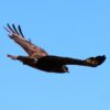 Birdwatching the Raptors - Image 4