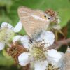 Butterfly Watching - Image 4