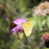 Butterfly Watching - Image 5