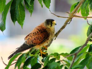 Birdwatching the Raptors