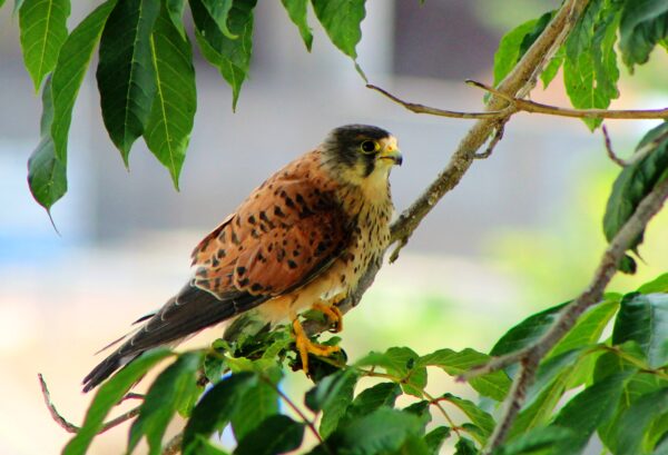 Birdwatching the Raptors