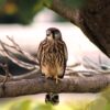 Birdwatching the Raptors - Image 2