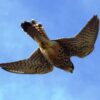 Birdwatching the Raptors - Image 5