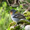 Birdwatching - The Endemics - Image 2