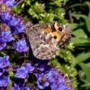 Butterfly Watching - Image 8