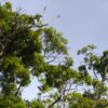 Birdwatching - The Endemics - Image 6