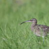 Birdwatching - The Endemics - Image 8