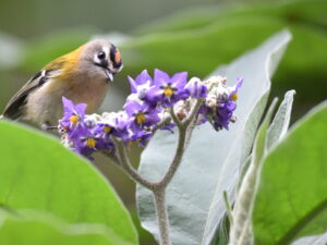 Birdwatching - The Endemics