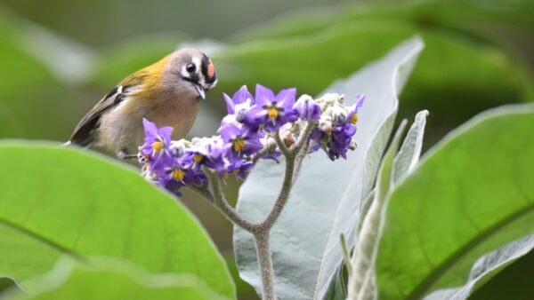 Birdwatching - The Endemics
