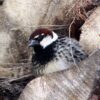 Birdwatching - The Endemics - Image 5