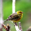Birdwatching - The Endemics - Image 7