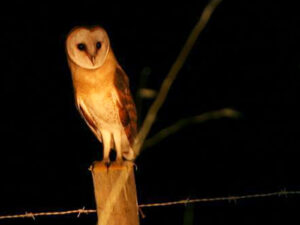 Barn Owl Watching