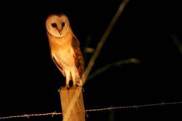 Barn Owl Watching