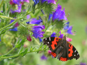 Butterfly Watching