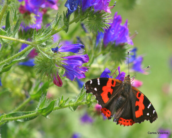 Butterfly Watching