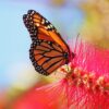 Butterfly Watching - Image 7