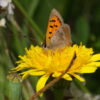 Butterfly Watching - Image 9