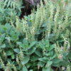 Madeira 's Endemic Flora and Wild Flowers - Image 3