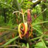 Madeira 's Endemic Flora and Wild Flowers - Image 5
