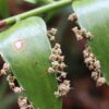 Madeira 's Endemic Flora and Wild Flowers - Image 4