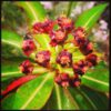 Madeira 's Endemic Flora and Wild Flowers - Image 6