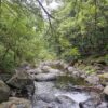 Laurissilva Rainforest - Image 2