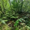 Laurissilva Rainforest - Image 5