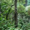 Laurissilva Rainforest - Image 4