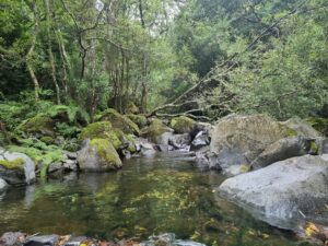 Laurissilva Rainforest