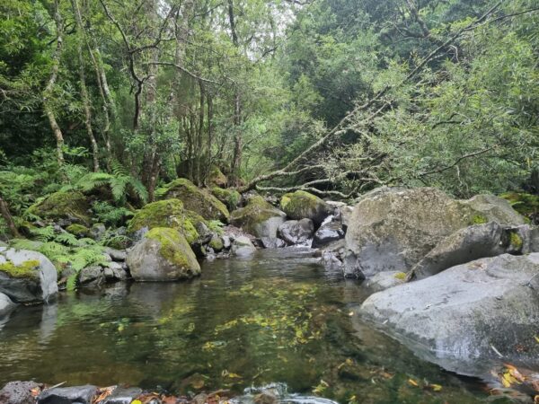 Laurissilva Rainforest