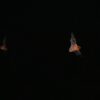 Bat Watching - Image 3