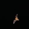 Bat Watching - Image 5