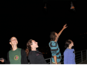 Bat Watching
