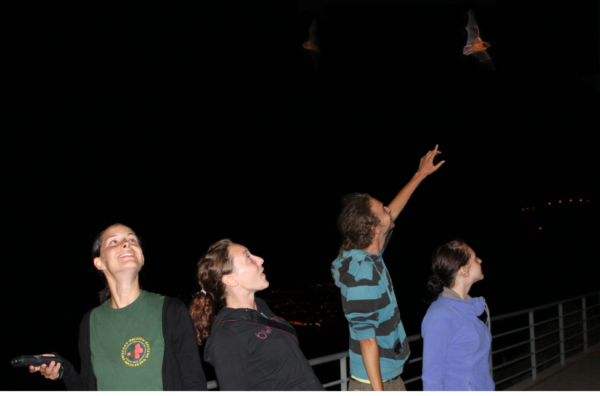 Bat Watching