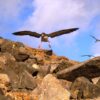 Cory's Shearwaters - Image 2