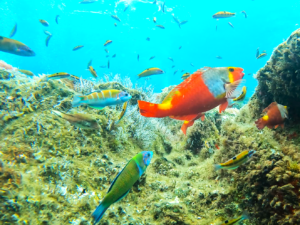 Reef Fish Watching