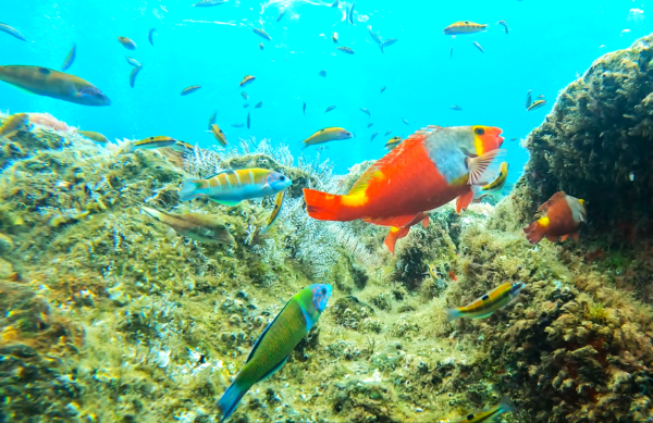 Reef Fish Watching