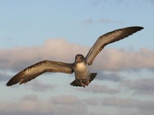 Cory's Shearwaters
