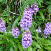 Madeira 's Endemic Flora and Wild Flowers - Image 7