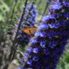 Butterfly Watching - Image 3