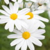 Madeira 's Endemic Flora and Wild Flowers - Image 2