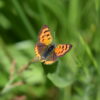 Butterfly Watching - Image 2