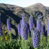 Madeira 's Endemic Flora and Wild Flowers - Image 8