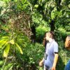 Madeira 's Endemic Flora and Wild Flowers - Image 9
