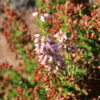 Madeira 's Endemic Flora and Wild Flowers - Image 10