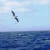 Madeira Petrels - Image 3