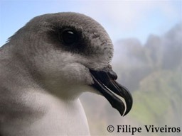 Madeira Petrels