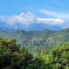 Laurissilva Rainforest - Image 6